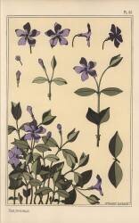Periwinkle (Eugène Grasset) - Muzeo.com