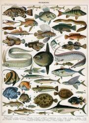 Poissons (anonymous) - Muzeo.com