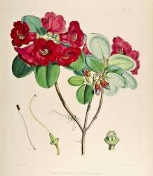 Rhododendron thomsonii (Joseph Dalton Hooker) - Muzeo.com