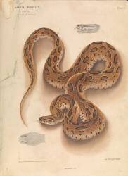 Snake (Joseph Fayrer) - Muzeo.com