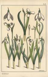 Snowdrop (Eugène Grasset) - Muzeo.com