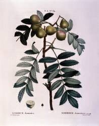 Sorbus domestica (Pierre Joseph Redouté) - Muzeo.com