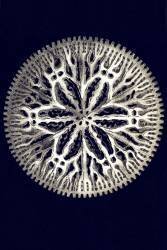 Stephanophyllia complicata (Ernst Haeckel) - Muzeo.com