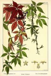 The Five-leaved Ivy (Maurice Pillard Verneuil) - Muzeo.com