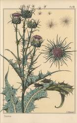 Thistle (Eugène Grasset) - Muzeo.com