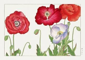 Vintage poppy flower (Tanigami Kônan) - Muzeo.com