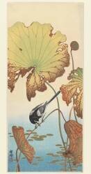 Wagtail and Lotus (Ohara Koson) - Muzeo.com
