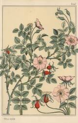 Wild rose (Eugène Grasset) - Muzeo.com