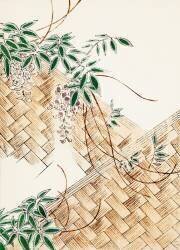 Wisteria (Watanabe Seitei) - Muzeo.com