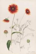 Gaillarde (Emile Gallé) - Muzeo.com