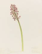 Orchis (Emile Gallé) - Muzeo.com