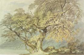 A Great Tree (Joseph Mallord William Turner) - Muzeo.com
