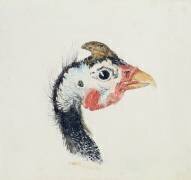 Guinea Fowl (Joseph Mallord William Turner) - Muzeo.com