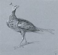 Paon (Jean-Baptiste Oudry) - Muzeo.com