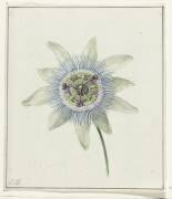 Passion Flower (Jean Bernard) - Muzeo.com