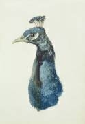 Peacock (Joseph Mallord William Turner) - Muzeo.com