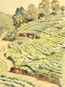 Tea pickers (Wilson Clive) - Muzeo.com
