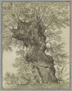 Etude d'un vieil arbre au tronc difforme (Pierre Henri de Valenciennes) - Muzeo.com
