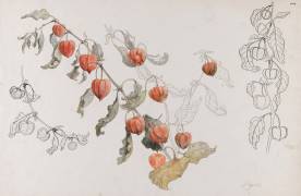 Physalis (Emile Gallé) - Muzeo.com