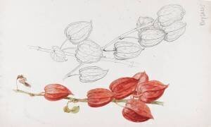 Physalis - Physalis alkekengi (Emile Gallé) - Muzeo.com