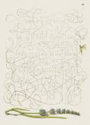 Calligraphiae Monumenta (Joris Hoefnagel) - Muzeo.com