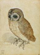 Little Owl (Albrecht Dürer) - Muzeo.com