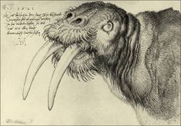 Morse (Albrecht Dürer) - Muzeo.com