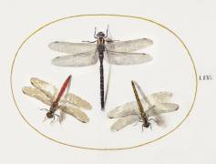 Trois libellules (Joris Hoefnagel) - Muzeo.com