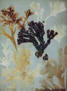 Photogenic Drawings (William Henry Fox Talbot) - Muzeo.com