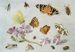 Butterflies (Jan van Kessel) - Muzeo.com