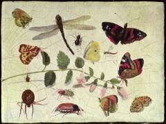 Butterflies (Jan van Kessel) - Muzeo.com