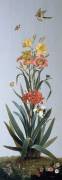 Hémérocalle jaune, Hémérocalle fauve, Amaryllis à feuilles recourbées, Morée à longue gaine (Pierre Joseph Redouté) - Muzeo.com
