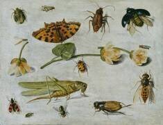 Insects (Jan van Kessel) - Muzeo.com