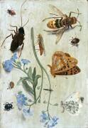 Insects (Jan van Kessel) - Muzeo.com