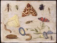 Insects (Jan van Kessel) - Muzeo.com