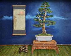 Bonsai (Trevor Neal) - Muzeo.com