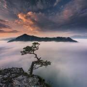 Bonsai VI (Karol Nienartowicz) - Muzeo.com