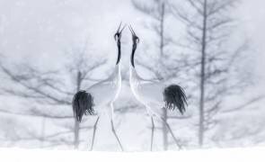 In love (Larry Deng) - Muzeo.com
