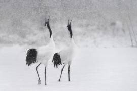 Japanes Cranes (Roberto Marchegiani) - Muzeo.com