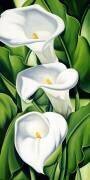 Lilies (Catherine Abel) - Muzeo.com