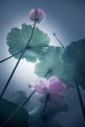 Lotus (Shanyewuyu) - Muzeo.com