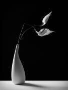 Passionately (Kristina Oveckova) - Muzeo.com