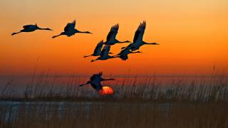 Red-crowned Cranes (Hua Zhu) - Muzeo.com