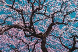 Sakura (ShikiRyu) - Muzeo.com