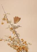 Scrub Warbler (Shlomo Waldmann) - Muzeo.com