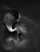 The reflection (C.S. Tjandra) - Muzeo.com