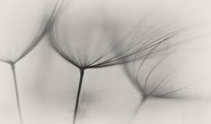 Tragopogon (Lotte Gronkjar) - Muzeo.com