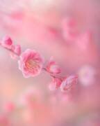 Untitled (Miyako Koumura) - Muzeo.com