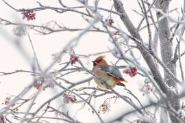 Waxwing (Konstantin Selezenev) - Muzeo.com