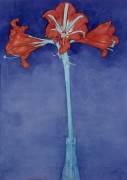 Amaryllis (Hippeastrum) (Piet Mondrian) - Muzeo.com